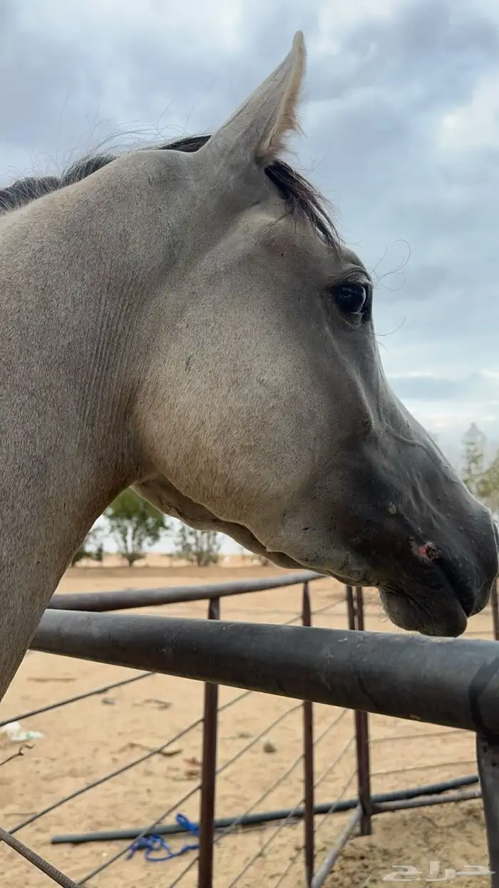 حصان شعبي كفوو 6