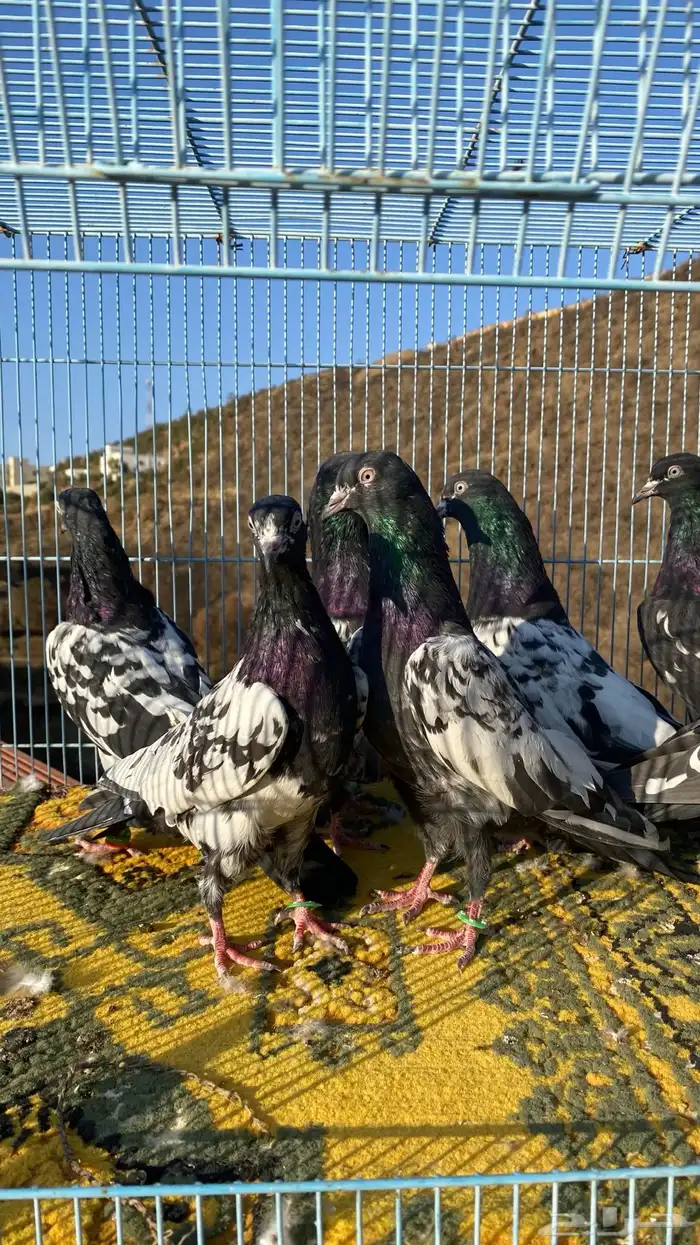 رامات (تم البيع) 6