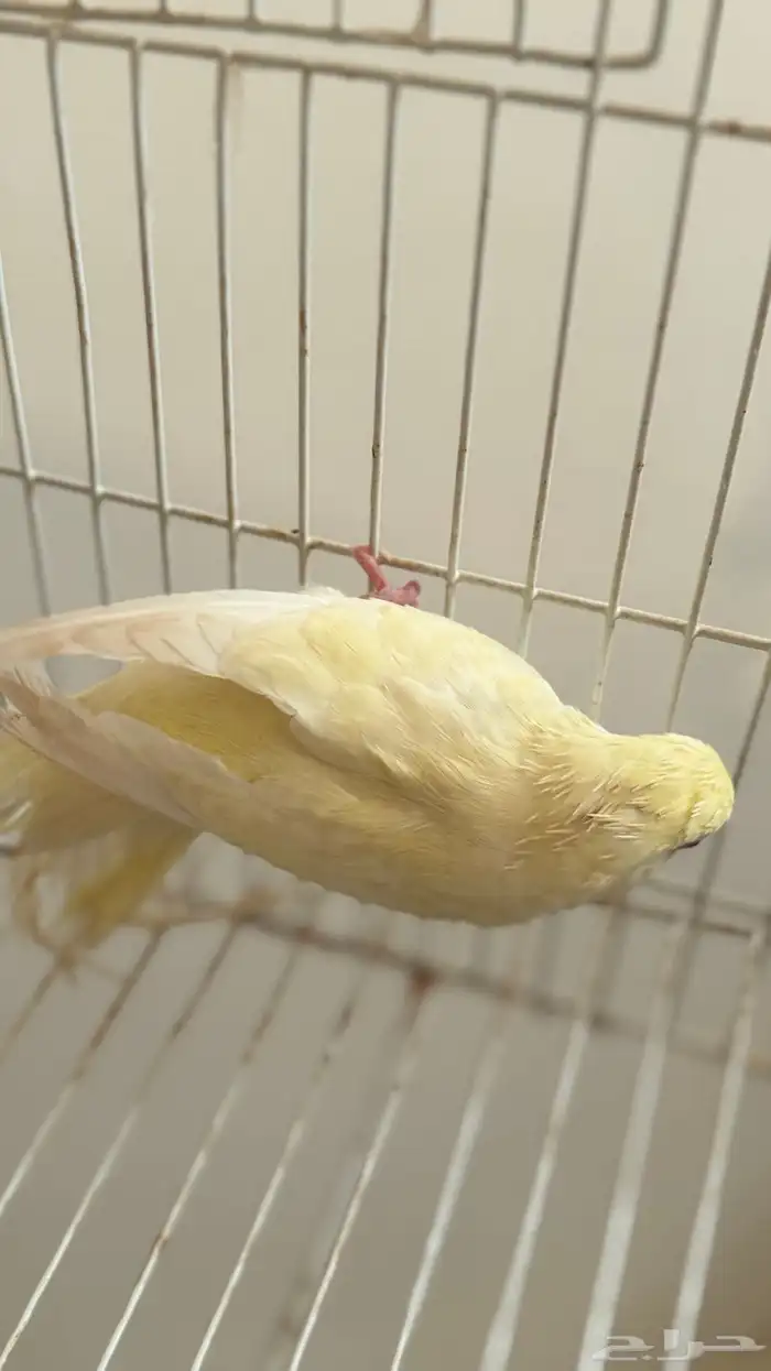 بادجي محايل عسير 2