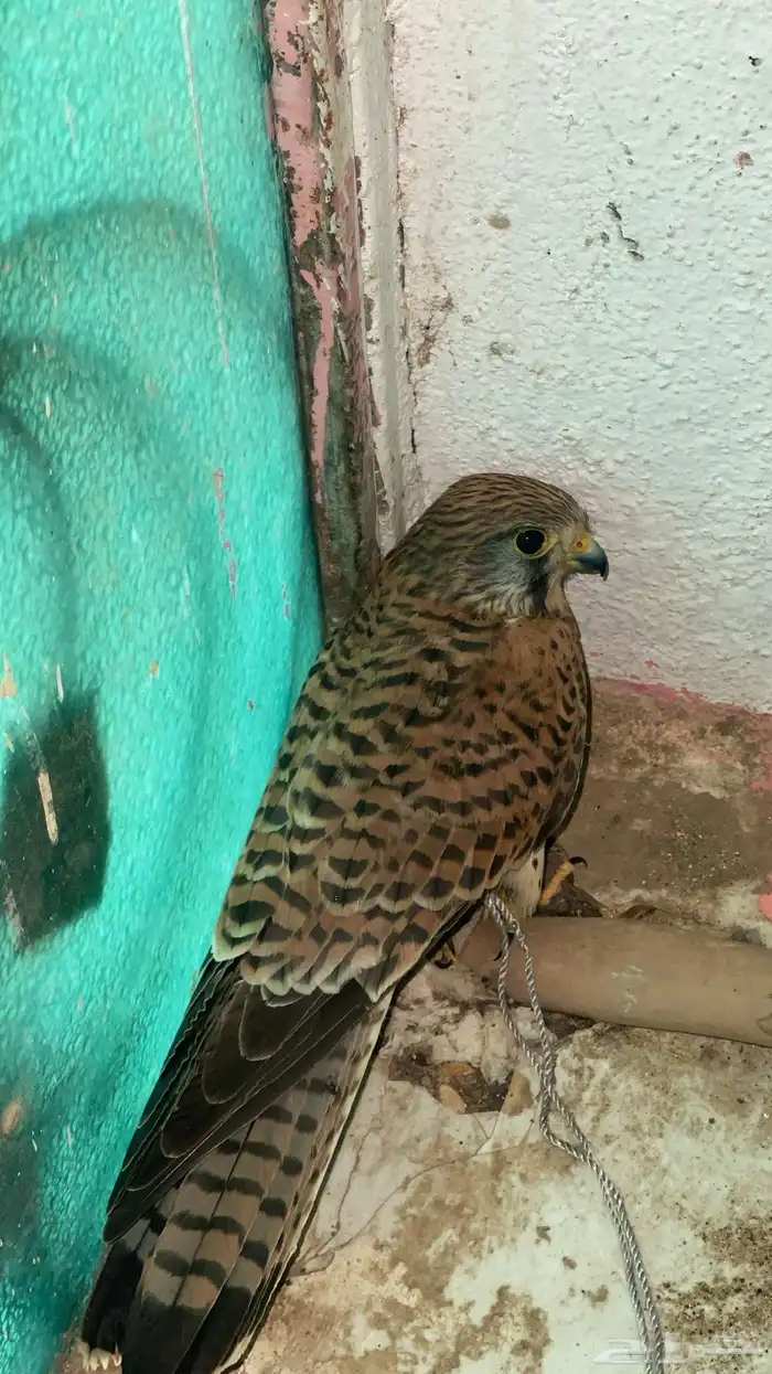 حيوان 0