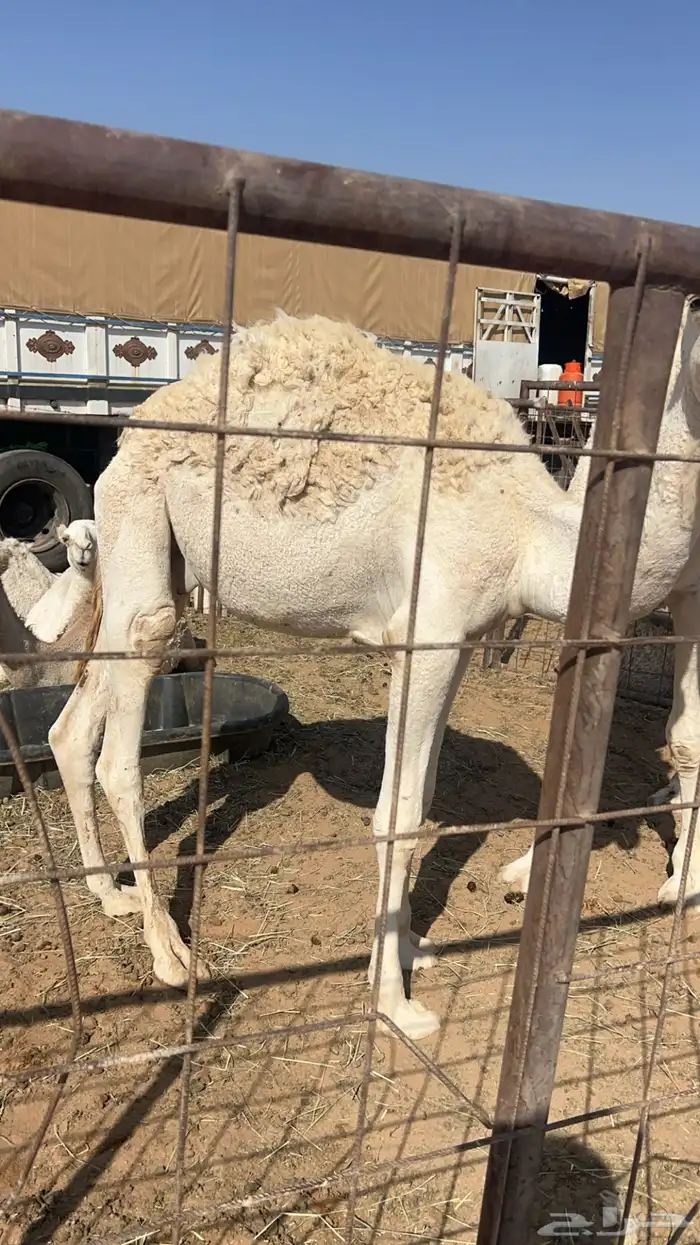 للبيع قعدان 4