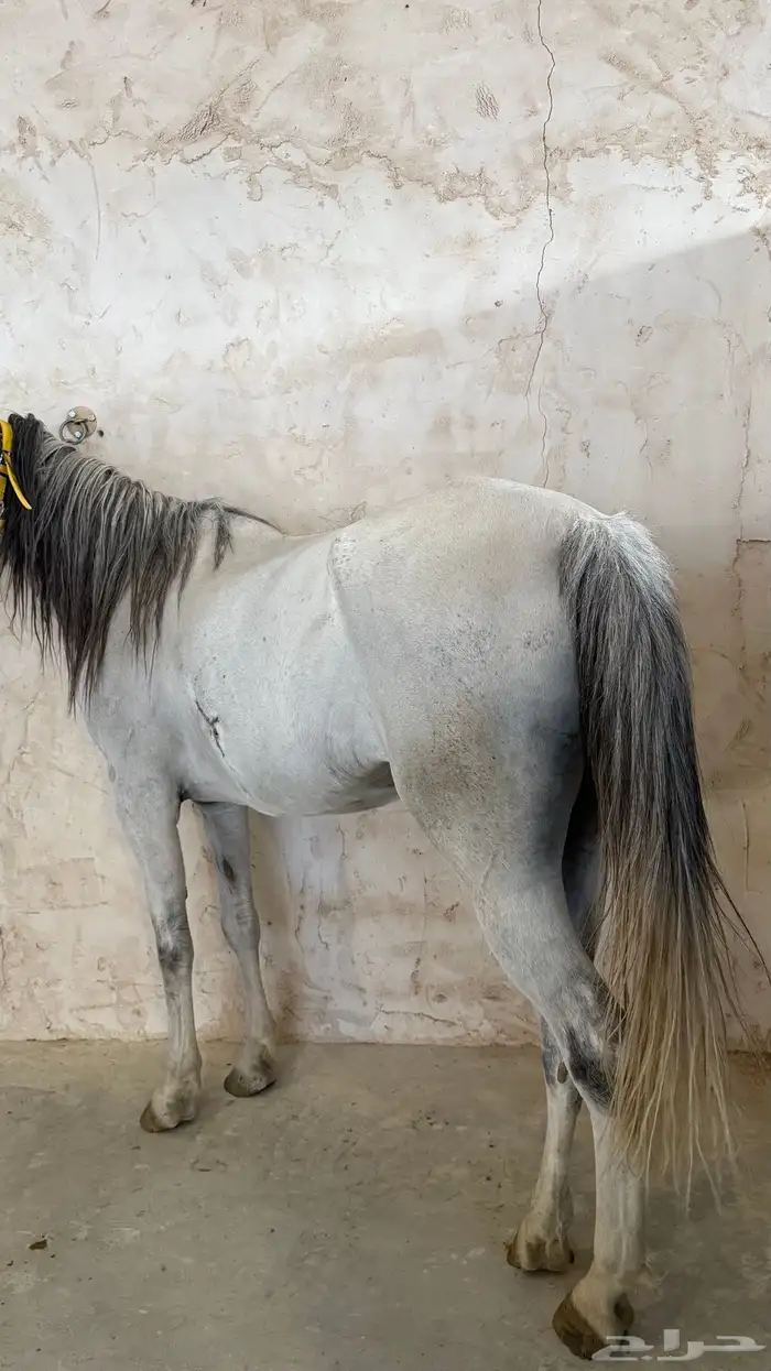 فرس شعبيه البيع سمح 1