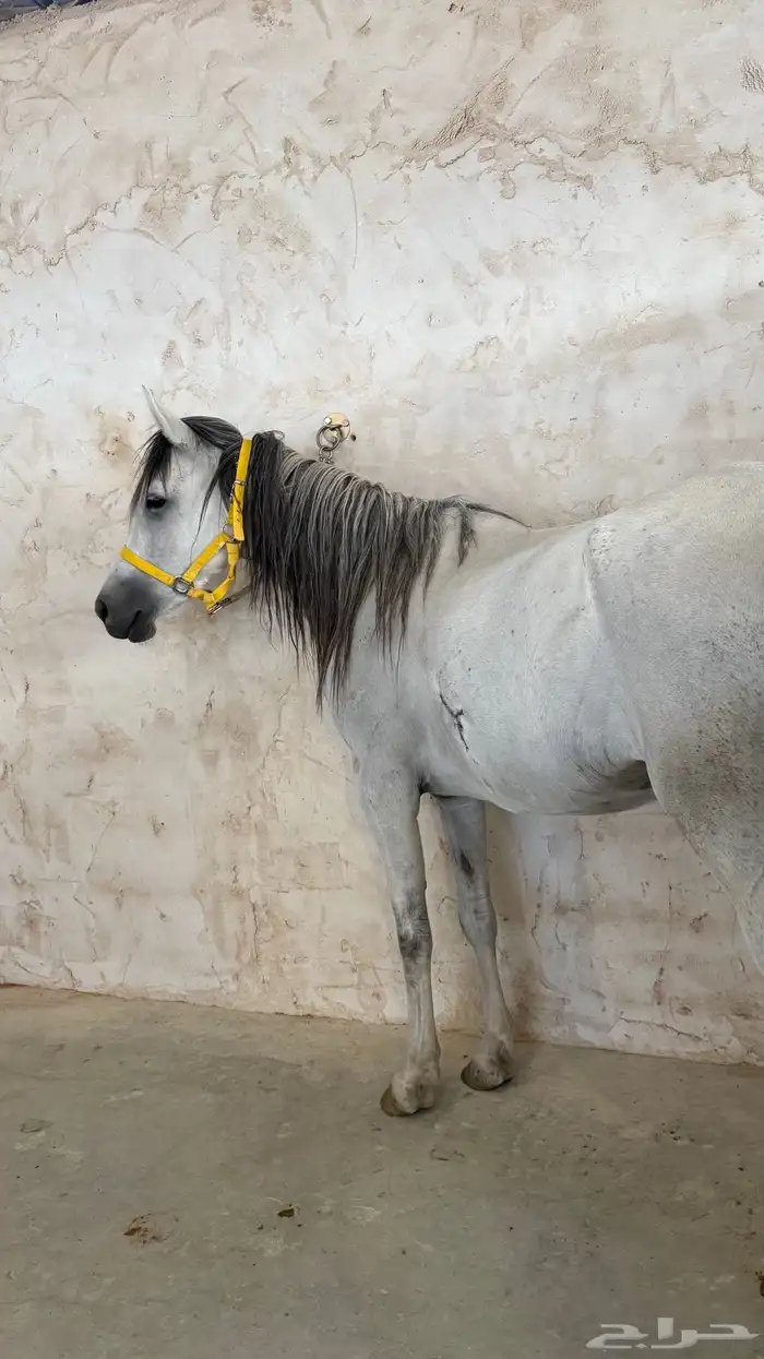 فرس شعبيه البيع سمح 0