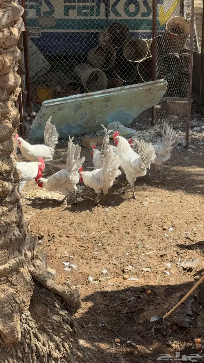 ديوك فيومي المنيوم 1