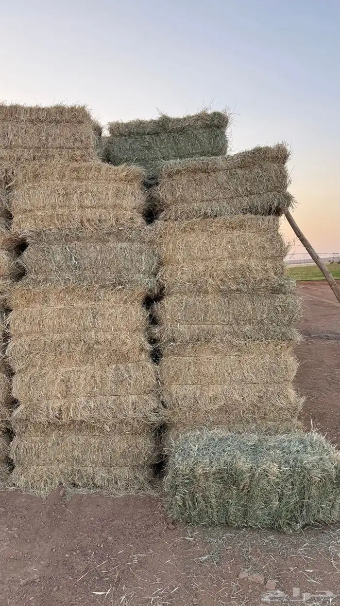 برسيم مخلوط 0