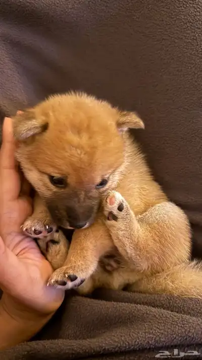 shipa inu index