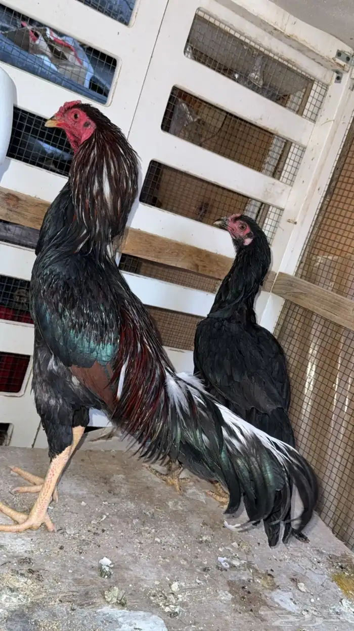 طقم يوكوهاما ديك ودجاجه 0