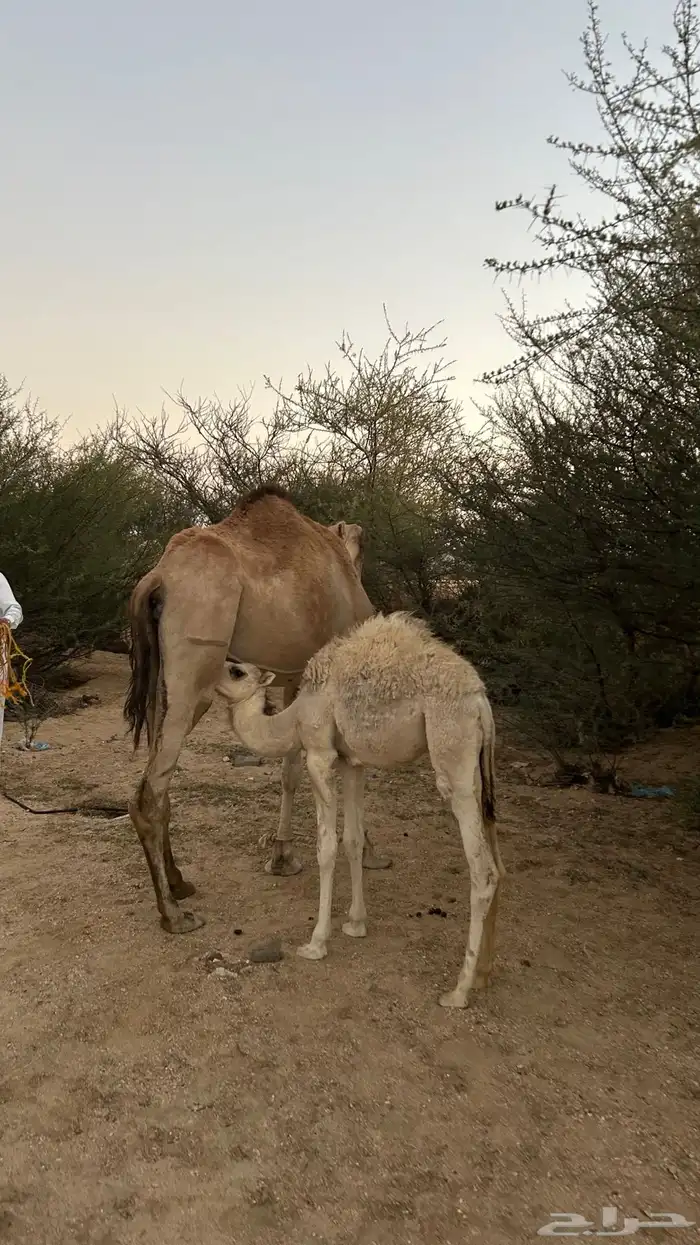 نياق خلفات معهن اربع بكار 17