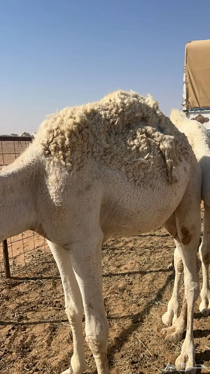 للبيع قعدان 1