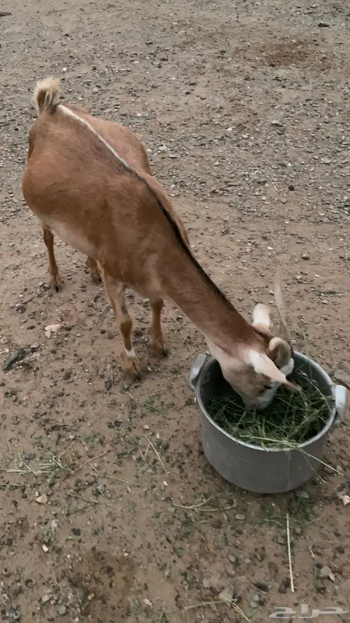 شاه 0