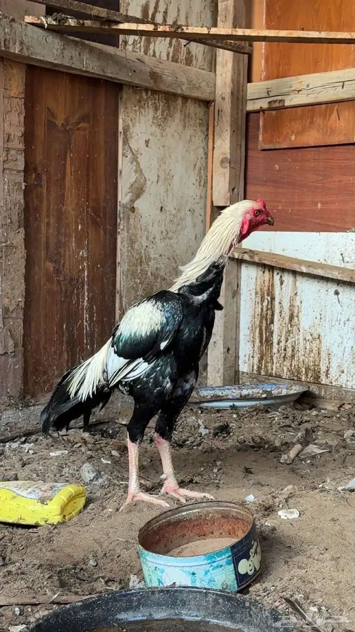 ديك باكستاني ودجاجه 2