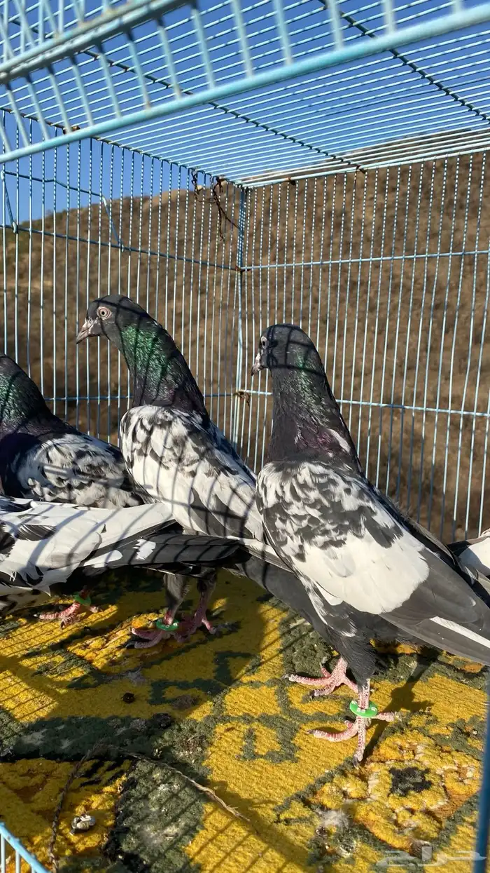 رامات (تم البيع) 5