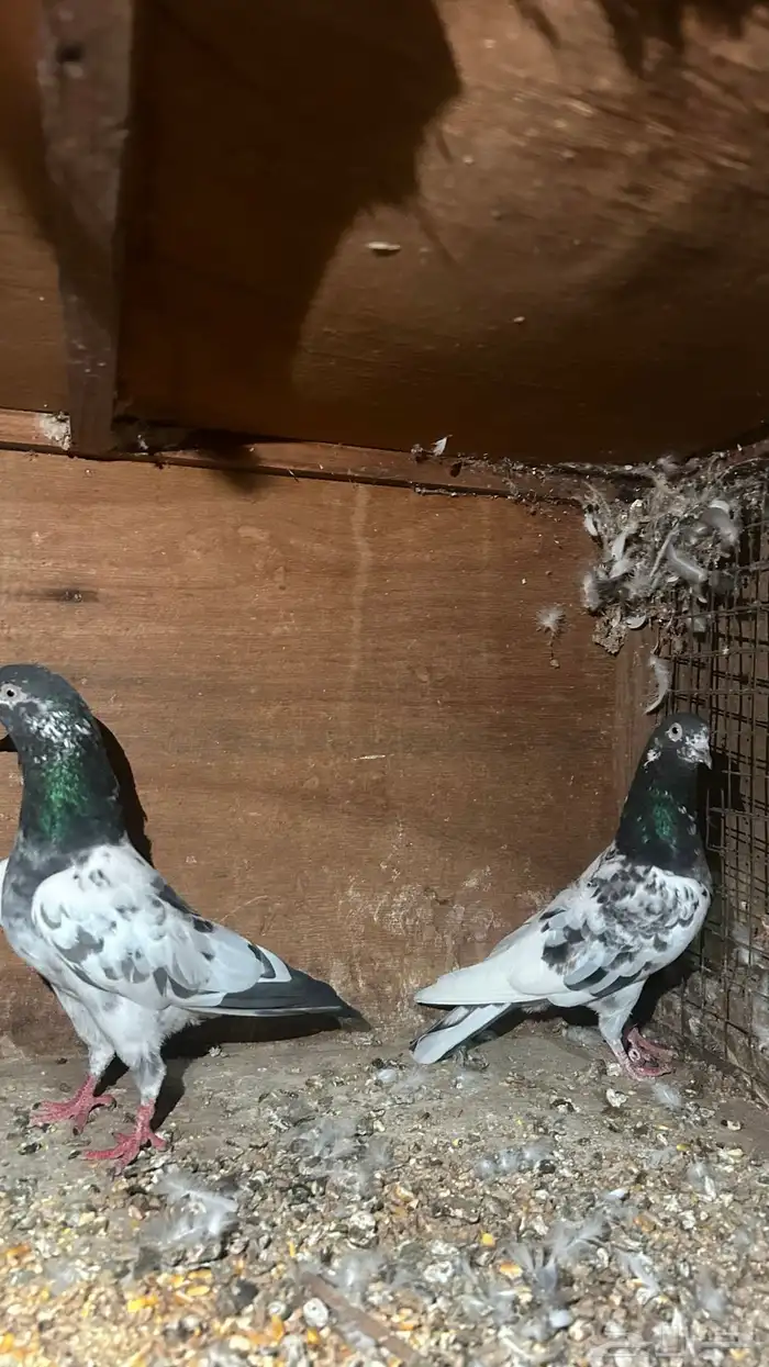 حمام باكستاني 7