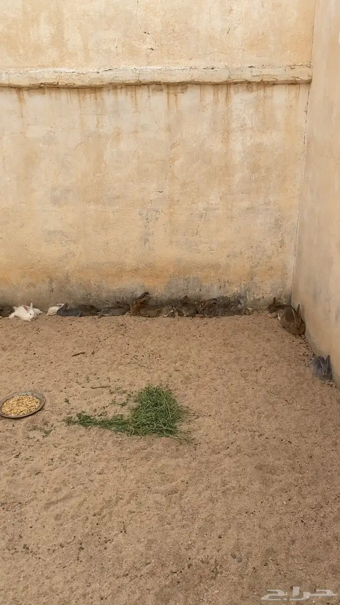 أرانب فرنسيه 1