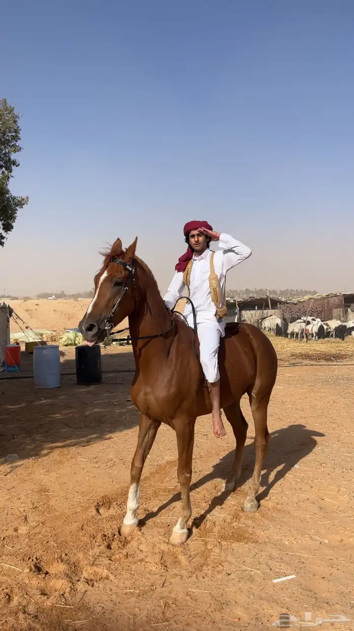 حصان واهو لبيع ورق حار تربيع سبوق 1
