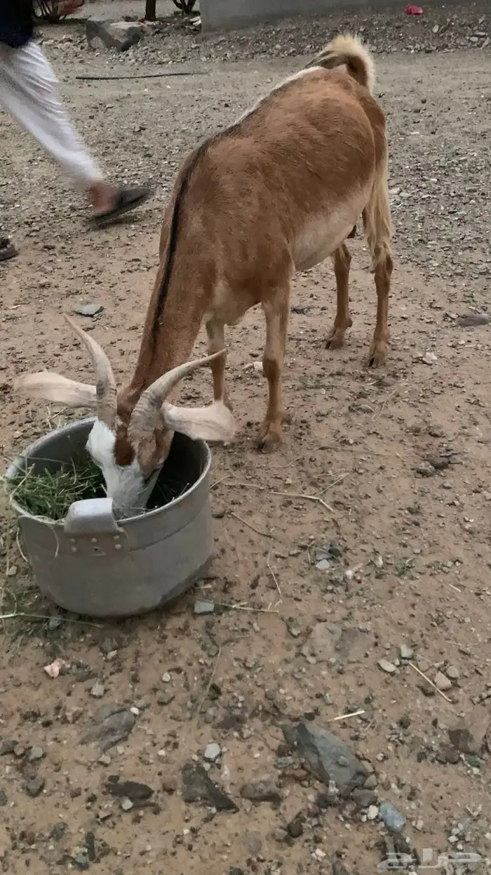 شاه 1