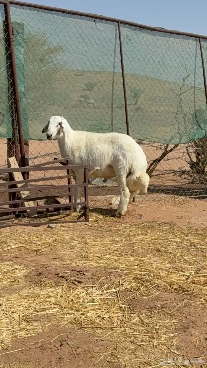 خروف مشروع فحل 1