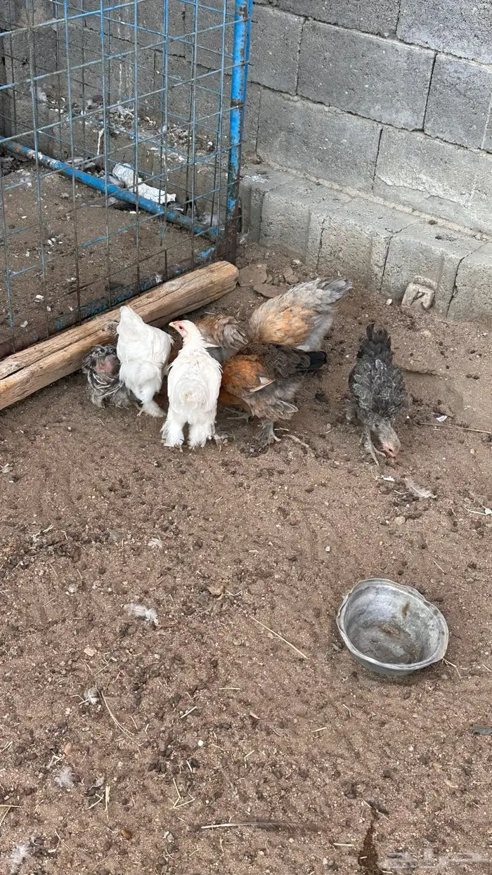 صوص براهما 5