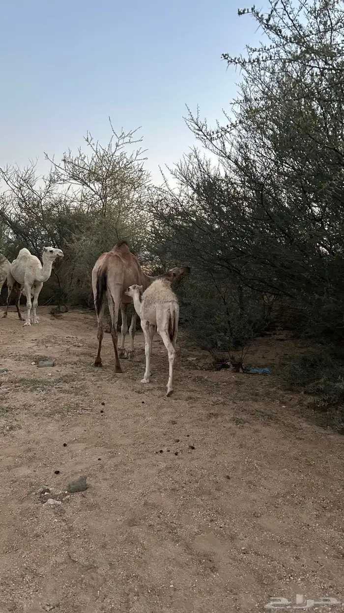 نياق خلفات معهن اربع بكار 6
