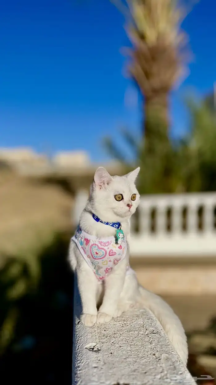 انثى سكوتش ستريت اللون ( شانشيلا ) 3