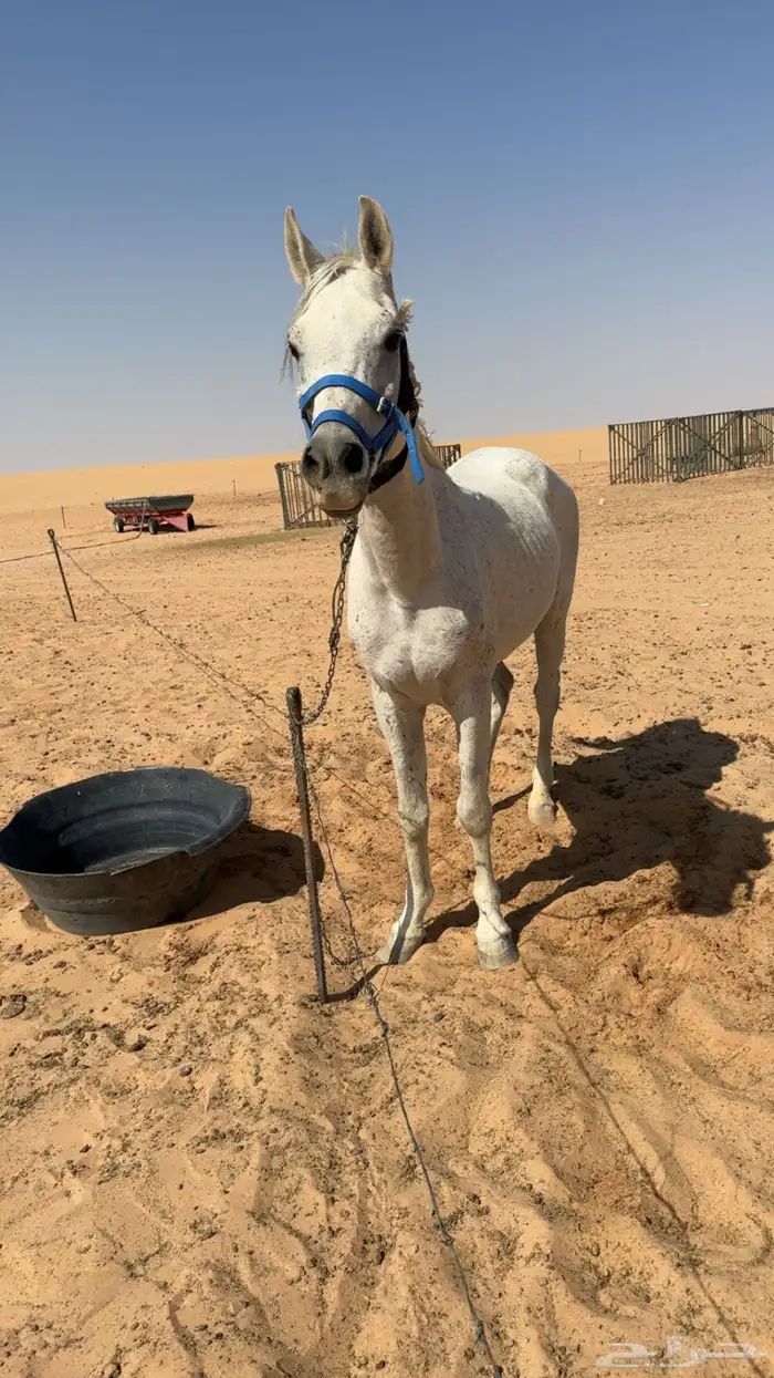 حصان   علا السوم اصيل عربي مطبع يركبه الصغير و الكبير 0