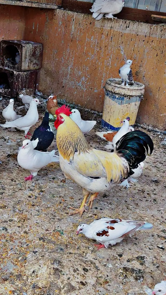 ديك اصفر بلدي اصيل 2