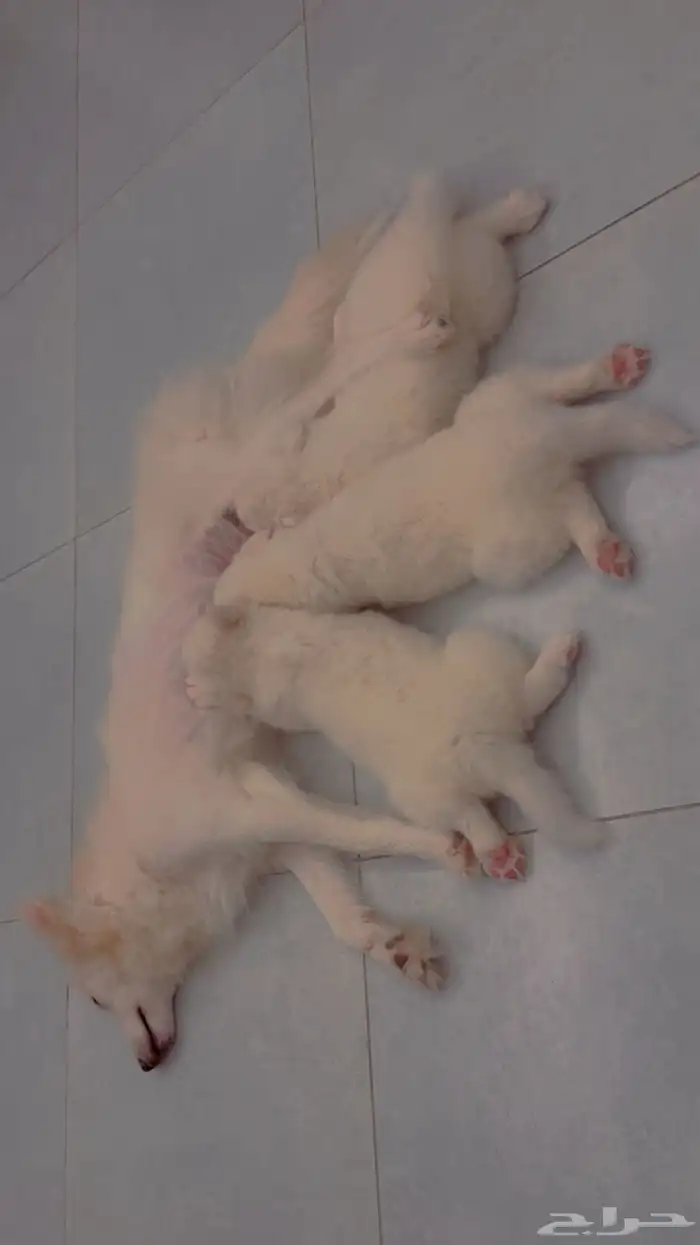 Pure white huskies 4