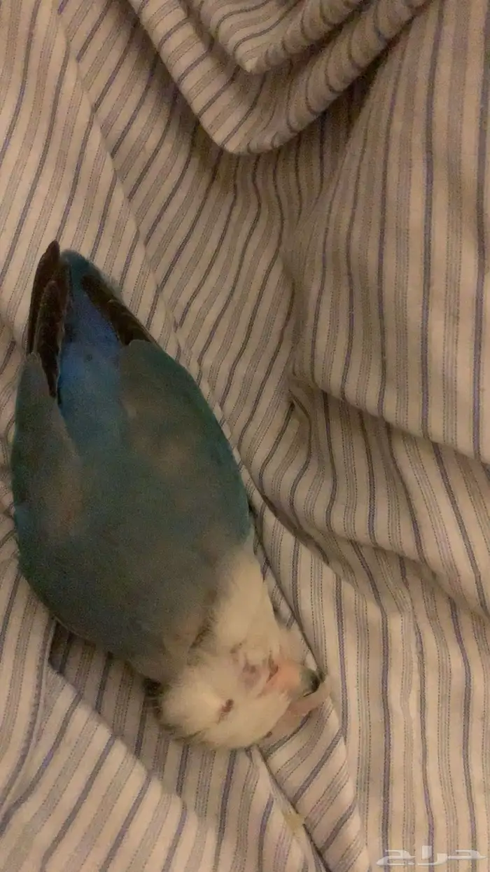 جوز روز اليفين جدا جدا جدا 25