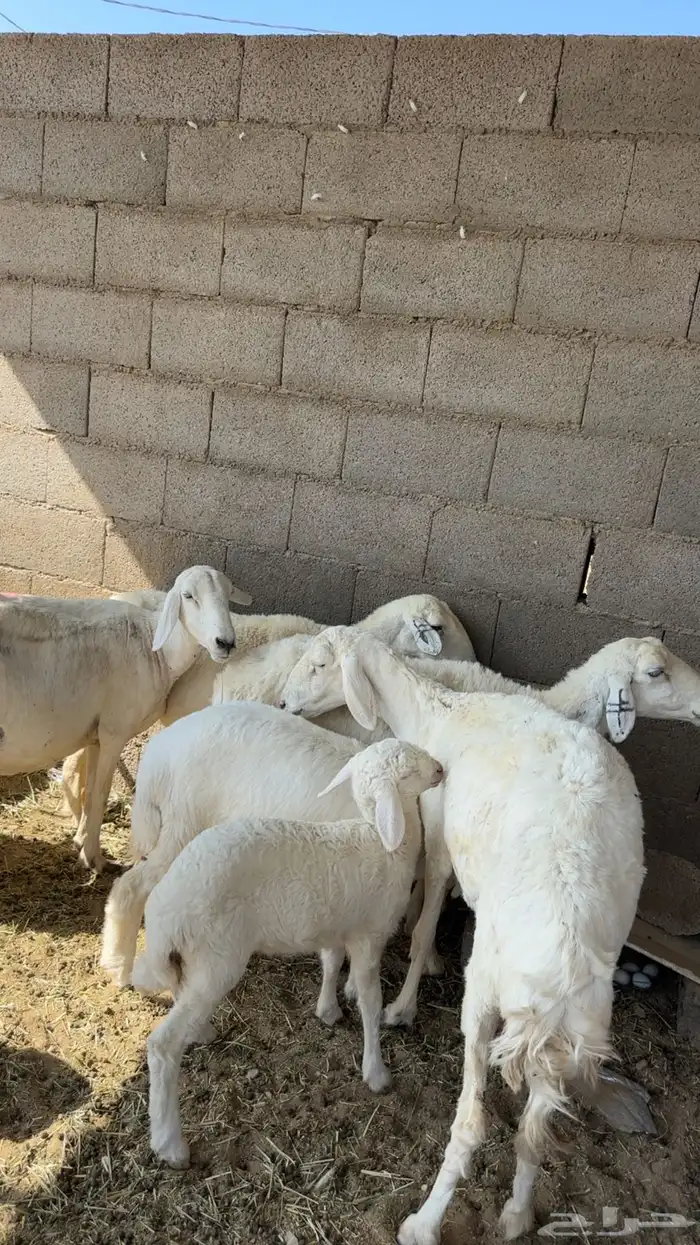 حريات خمس تحتها خمسه 1