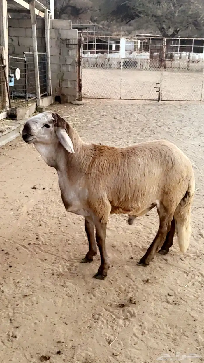 سواكني مشروع فحل 0