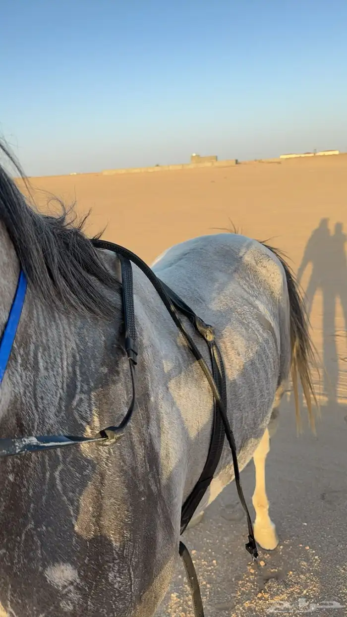 حصان شعبي كفوو 4