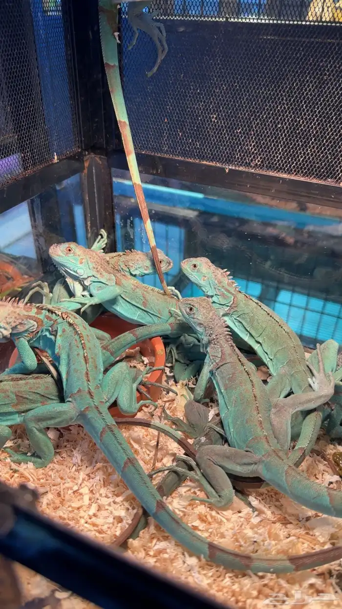 سحليه الأقوانا 2