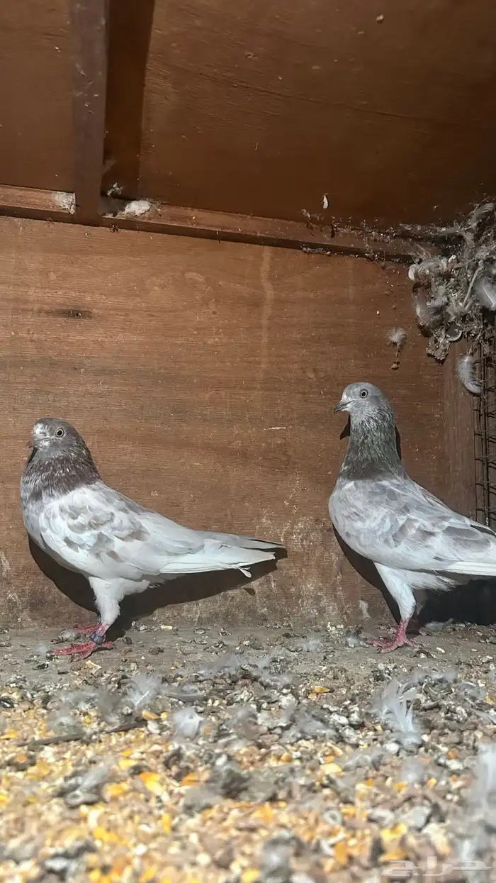 حمام باكستاني 8