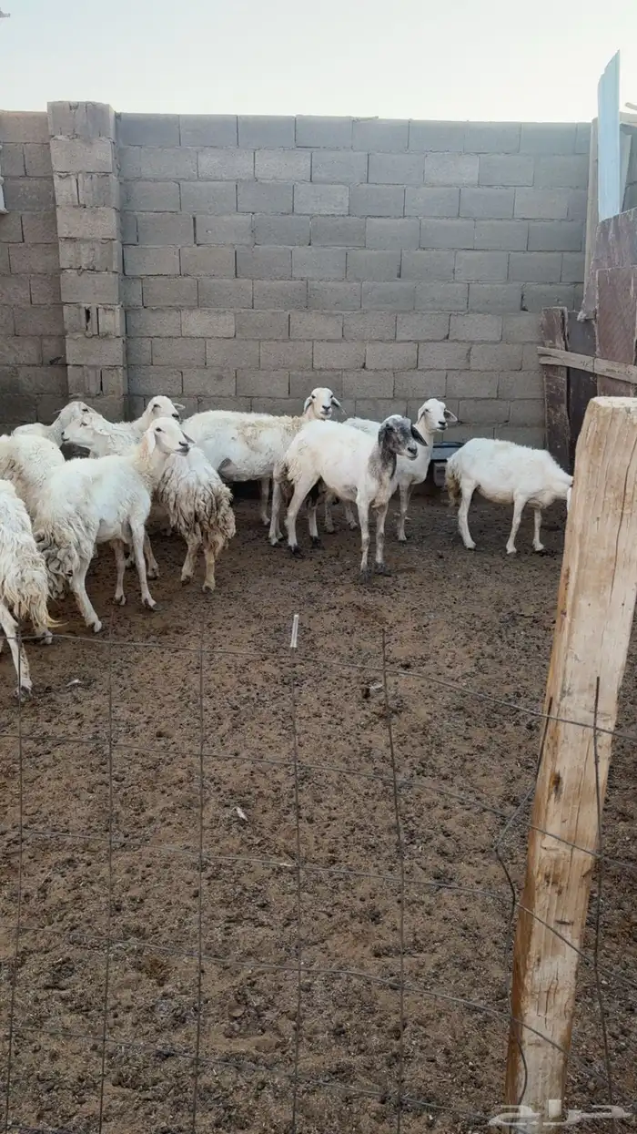حريات عدد 15راس 2