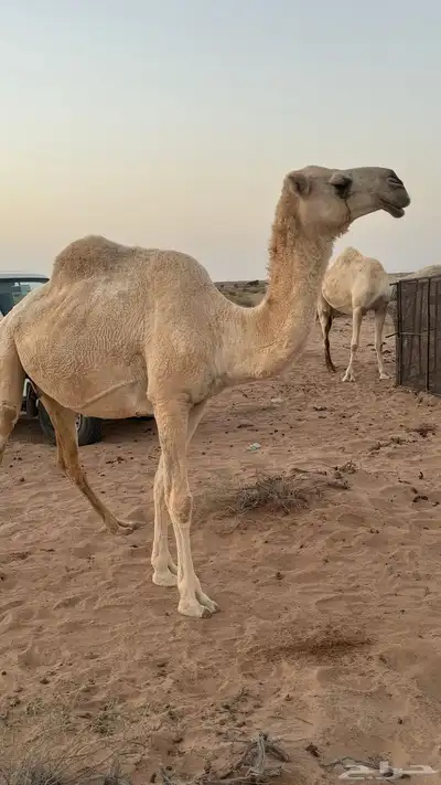 للبيع اناقه index