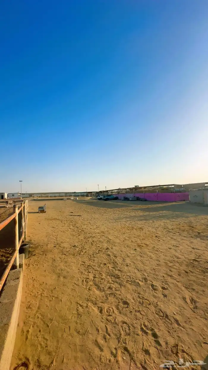 ايواء خيل وتدريب الحمدانية 19