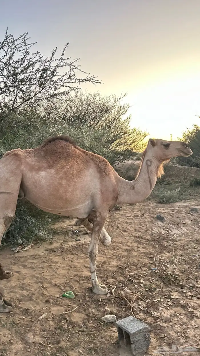نياق خلفات معهن اربع بكار 1