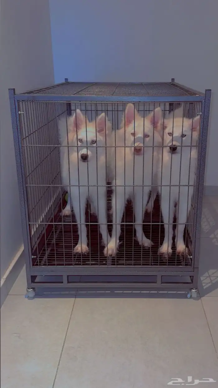 Pure white huskies 1