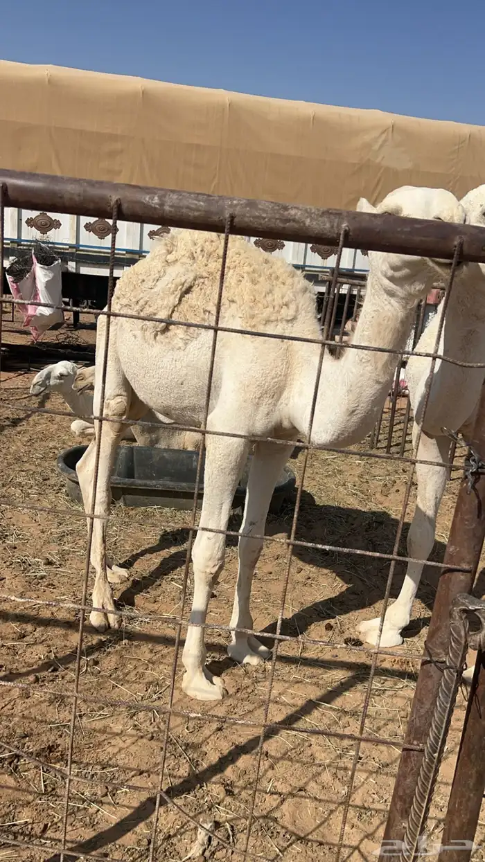 للبيع قعدان 2