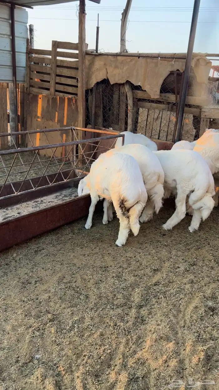 طليان 3