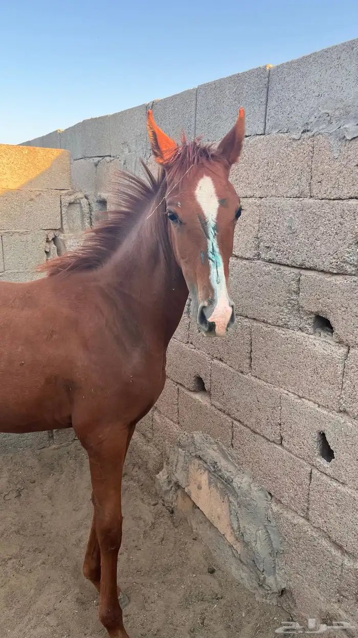 مهر شعبي اشقر 0