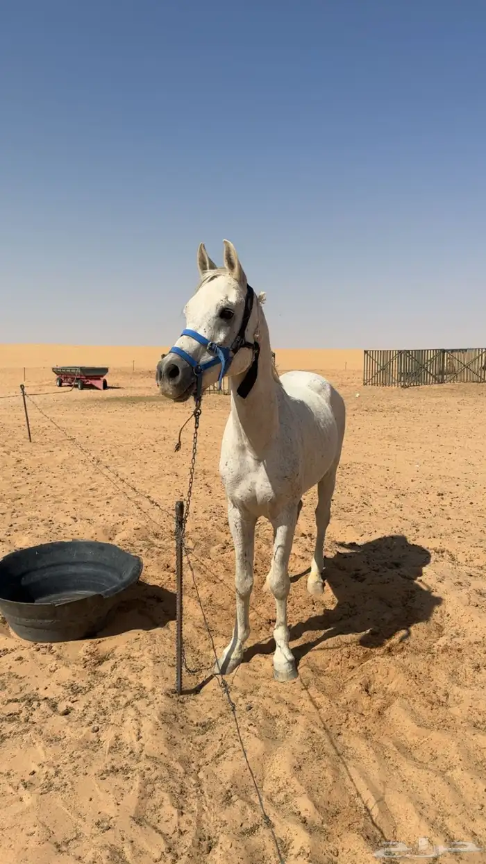 حصان   علا السوم اصيل عربي مطبع يركبه الصغير و الكبير 3