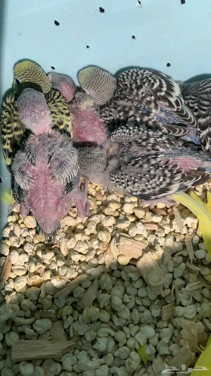 سيرلاك طيور وابر غر و اقفاص متوفر حب بادجي وروز وكروان 2