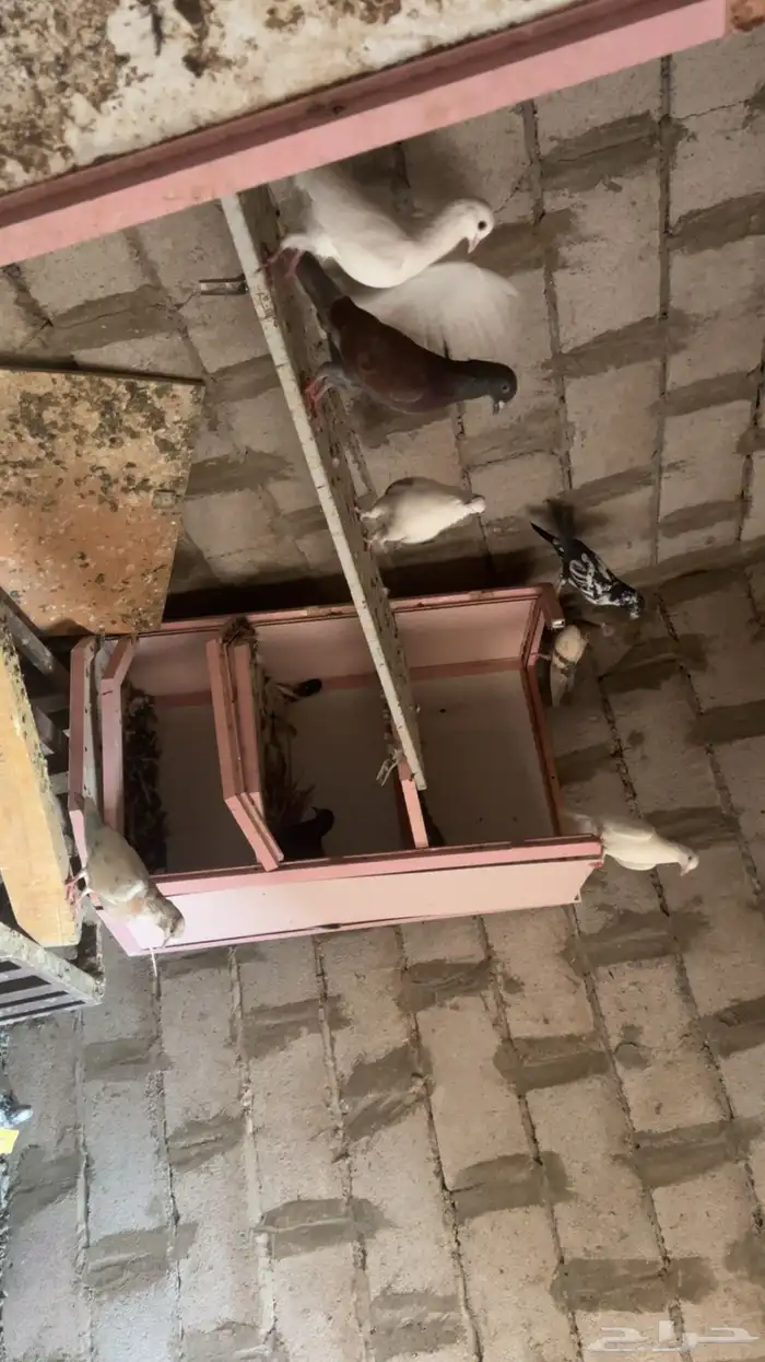 حمام مشكل 1