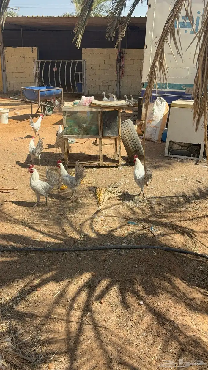 ديوك فيومي المنيوم 6
