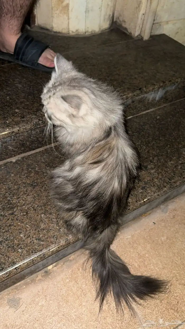 قط منزل هارب او اهله طاردينه 1