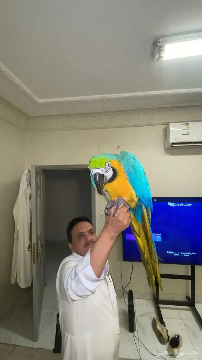 ببغاء مكاو بلو اند قولد 2