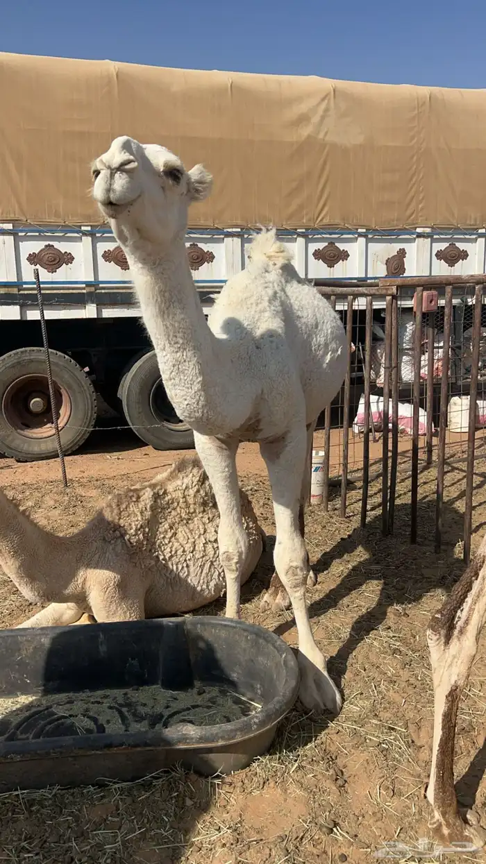 للبيع قعدان 0