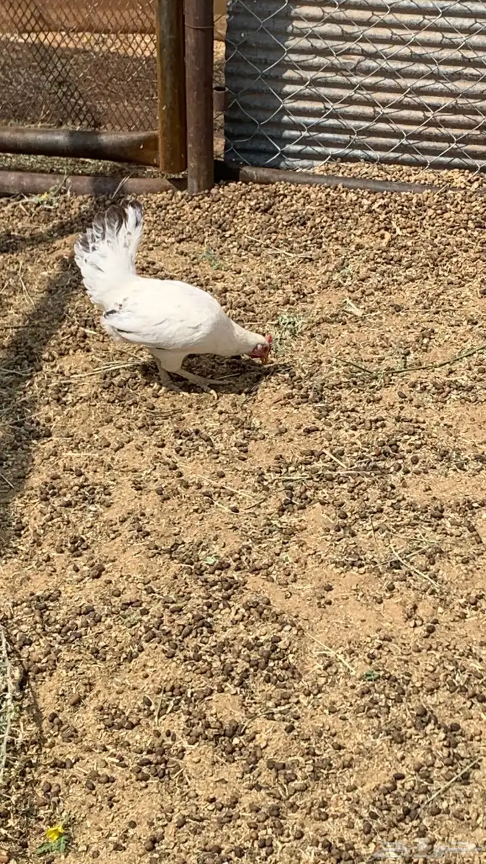 ديك وثنتين دجاج 1