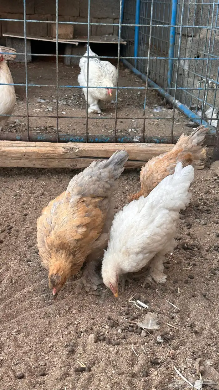 صوص براهما 7